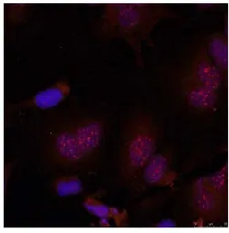 Anti-JunB (phospho Ser79) antibody used in Immunocytochemistry/ Immunofluorescence (ICC/IF). GTX79028