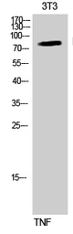 Anti-IKK alpha (phospho Ser176) + IKK beta (phospho Ser177) antibody used in Western Blot (WB). GTX79039