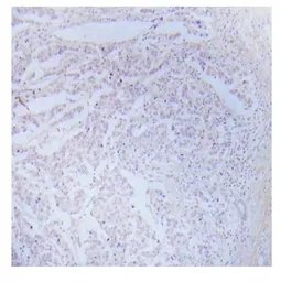 Anti-IKK alpha (phospho Ser176) + IKK beta (phospho Ser177) antibody used in IHC (Paraffin sections) (IHC-P). GTX79039