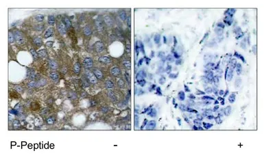 Anti-HSP27 (phospho Ser15) antibody used in IHC (Paraffin sections) (IHC-P). GTX79050