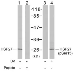 Anti-HSP27 (phospho Ser15) antibody used in Western Blot (WB). GTX79050