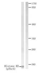 Anti-Histone H3T3ph (phospho Thr3) antibody used in Western Blot (WB). GTX79055