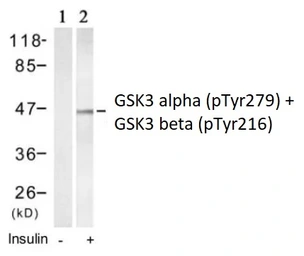 Anti-GSK3 alpha (phospho Tyr279) + GSK3 beta (phospho Tyr216) antibody used in Western Blot (WB). GTX79063