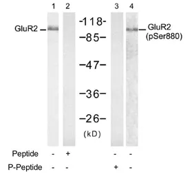 Anti-GluR2 (phospho Ser880) antibody used in Western Blot (WB). GTX79064