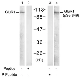 Anti-GluR1 (phospho Ser831) antibody used in Western Blot (WB). GTX79065