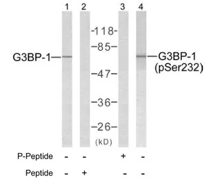Anti-G3BP1 (phospho Ser232) antibody used in Western Blot (WB). GTX79070