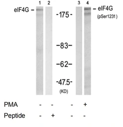 Anti-EIF4G (phospho Ser1231) antibody used in Western Blot (WB). GTX79087
