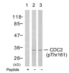 Anti-CDC2 (phospho Thr161) antibody used in Western Blot (WB). GTX79115