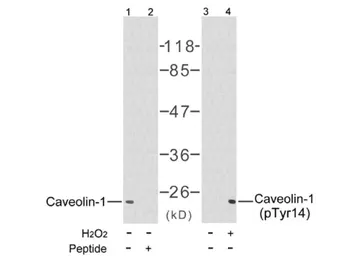 Anti-Caveolin 1 (phospho Tyr14) antibody used in Western Blot (WB). GTX79117