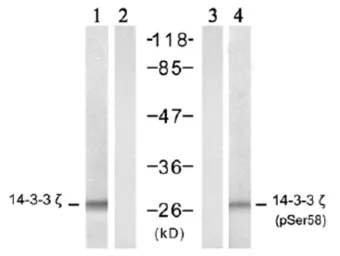 Anti-14-3-3 zeta (phospho Ser58) antibody used in Western Blot (WB). GTX79155