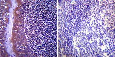 Anti-Heat Shock Protein 104 antibody [Antiserum 8-1] used in IHC (Paraffin sections) (IHC-P). GTX79159