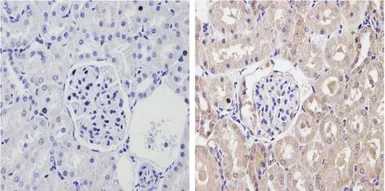Anti-Cytochrome P450 2C11 antibody used in IHC (Paraffin sections) (IHC-P). GTX79174