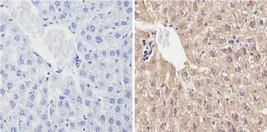 Anti-Cytochrome P450 2C11 antibody used in IHC (Paraffin sections) (IHC-P). GTX79174