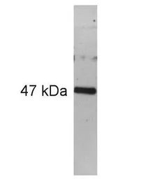 Anti-PAX6 antibody used in Western Blot (WB). GTX79189