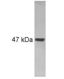 Anti-PAX6 antibody used in Western Blot (WB). GTX79189