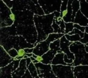 Anti-Melanopsin antibody used in Immunocytochemistry/ Immunofluorescence (ICC/IF). GTX79191