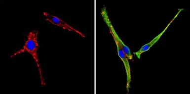 Anti-SEC23A antibody used in Immunocytochemistry/ Immunofluorescence (ICC/IF). GTX79203