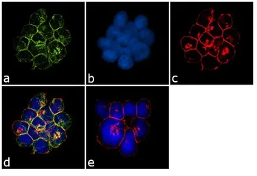 Anti-TCR V beta 8a antibody [I6G8] used in Immunocytochemistry/ Immunofluorescence (ICC/IF). GTX79236