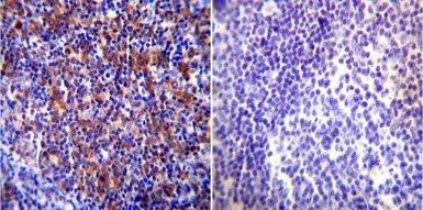 Anti-Hsp90 beta antibody used in IHC (Paraffin sections) (IHC-P). GTX79247