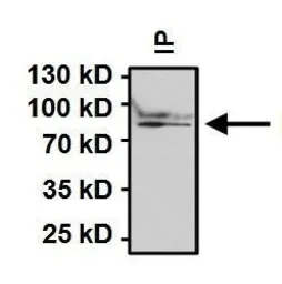 Anti-Hsp90 beta antibody used in Immunoprecipitation (IP). GTX79247