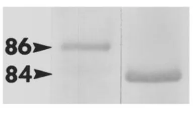 Anti-Hsp90 beta antibody used in Western Blot (WB). GTX79247
