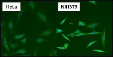 Anti-Hsp90 beta antibody used in Immunocytochemistry/ Immunofluorescence (ICC/IF). GTX79247