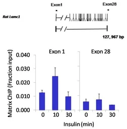 Anti-JunD antibody used in ChIP assay (ChIP assay). GTX79259