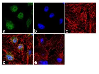 Anti-JunD antibody used in Immunocytochemistry/ Immunofluorescence (ICC/IF). GTX79259