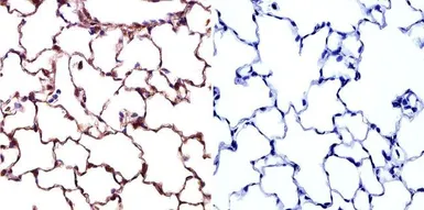 Anti-Caveolin 1 antibody [7C8] used in IHC (Paraffin sections) (IHC-P). GTX79350