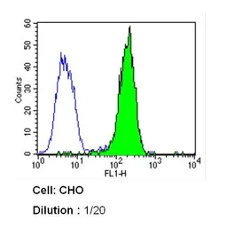 Anti-Caveolin 1 antibody [7C8] used in Flow cytometry (FCM). GTX79350