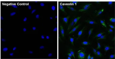 Anti-Caveolin 1 antibody [7C8] used in Immunocytochemistry/ Immunofluorescence (ICC/IF). GTX79350