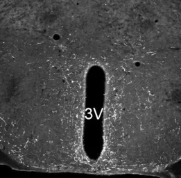 Anti-Neuropeptide S antibody used in IHC (Paraffin sections) (IHC-P). GTX79392