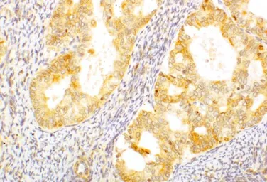 Anti-AGTR2 antibody used in IHC (Paraffin sections) (IHC-P). GTX79393