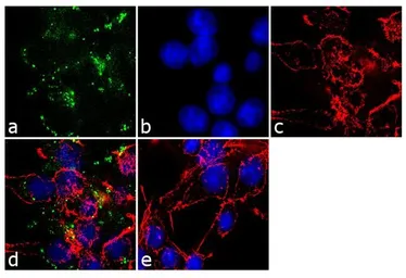 Anti-AGTR2 antibody used in Immunocytochemistry/ Immunofluorescence (ICC/IF). GTX79393