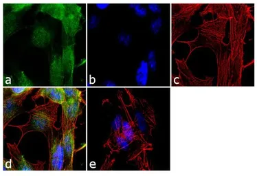 Anti-ADAMTS9 antibody used in Immunocytochemistry/ Immunofluorescence (ICC/IF). GTX79416
