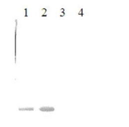 Anti-Prothrombin antibody [9013] used in Western Blot (WB). GTX79651