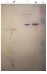 Anti-BSA antibody [12C8-D4] used in Western Blot (WB). GTX79813