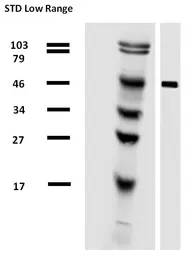 Anti-alpha Tubulin antibody [TU-01] (Biotin) used in Western Blot (WB). GTX79871