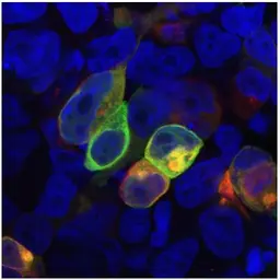 Anti-PRR7 antibody [TRAP3/10] used in Immunocytochemistry/ Immunofluorescence (ICC/IF). GTX79873