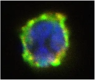 Anti-ENPP3 antibody [NP4D6] (PE) used in Immunocytochemistry/ Immunofluorescence (ICC/IF). GTX79908
