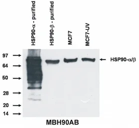 Anti-Hsp90 antibody [MBH90AB] used in Western Blot (WB). GTX80037