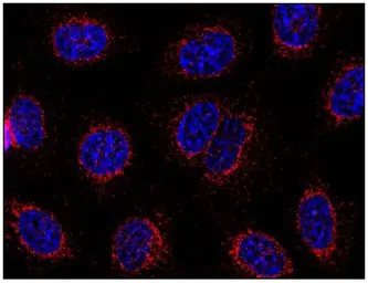 Anti-STIM1 antibody [CDN3H4] used in Immunocytochemistry/ Immunofluorescence (ICC/IF). GTX80195