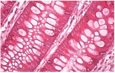 Anti-AGR2+AGR3 antibody [AGR3.4] used in IHC (Paraffin sections) (IHC-P). GTX80239