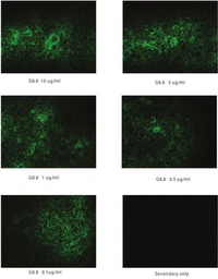 Anti-EpCAM antibody [G8.8] used in IHC (Frozen sections) (IHC-Fr). GTX80323