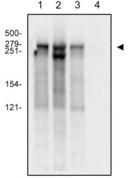 Anti-RPB1 antibody [4H8] used in Western Blot (WB). GTX80341