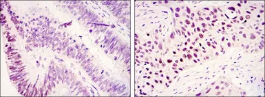 Anti-KDM3A antibody [1E12] used in IHC (Paraffin sections) (IHC-P). GTX80407