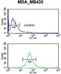 Anti-GABA A Receptor delta antibody, Internal used in Flow cytometry (FCM). GTX80429