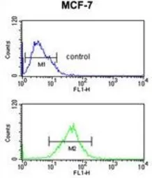 Anti-SNRPD3 antibody, C-term used in Flow cytometry (FCM). GTX80441