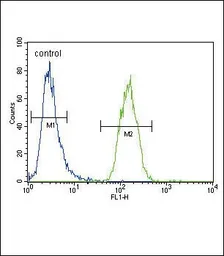 Anti-Xanthine Oxidase antibody, N-term used in Flow cytometry (FCM). GTX80444