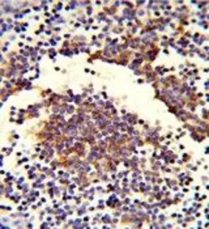 Anti-C7 antibody, Internal used in IHC (Paraffin sections) (IHC-P). GTX80456